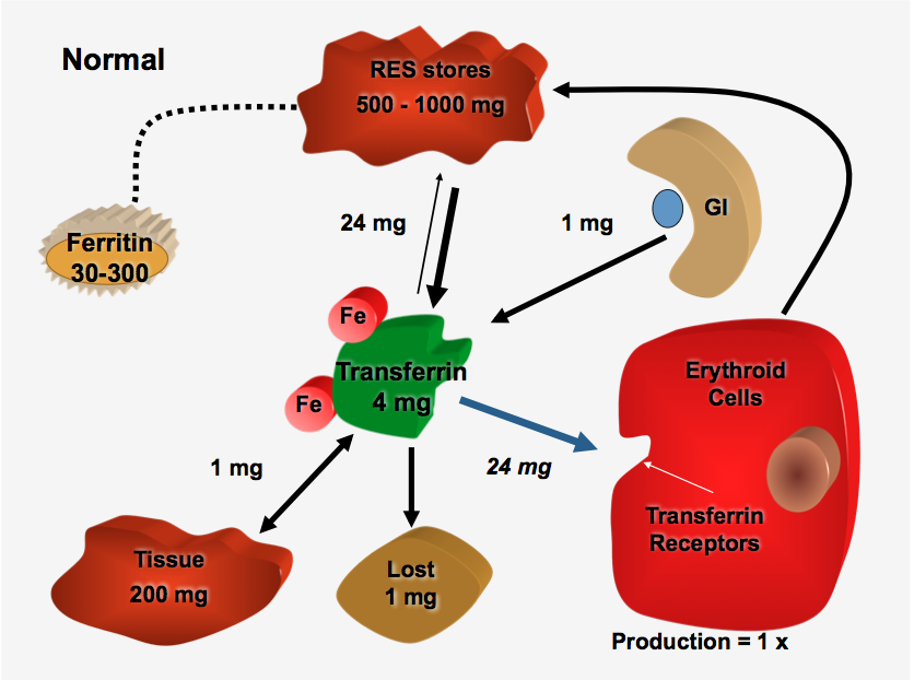iron overload chemical elements