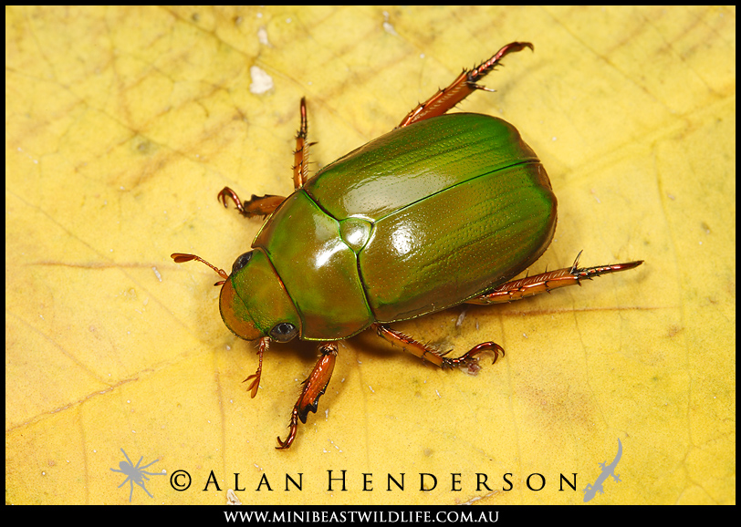 Minibeast Wildlife Rainforest Encounters Christmas beetles arrive
