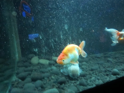 Libur Sekolah 4 Hari di Jakarta Recall