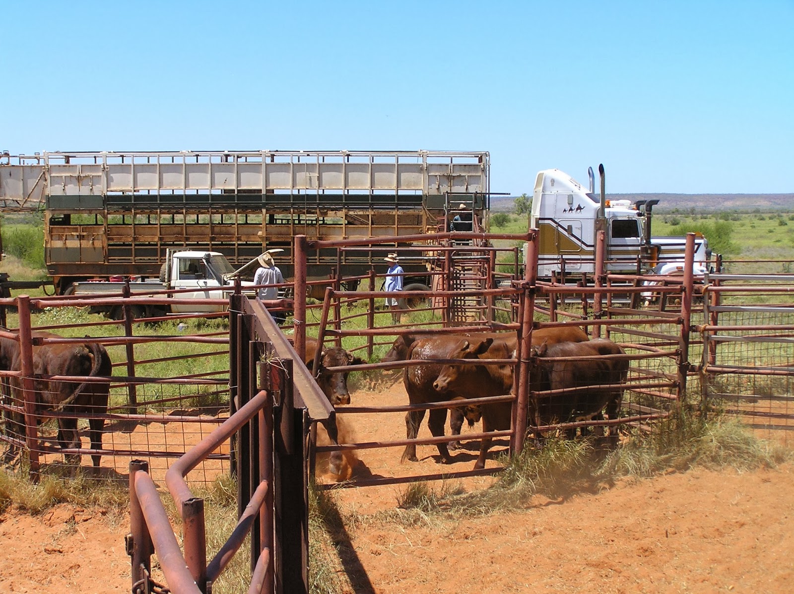 In Love With The World ♥ The Australian Cattle Station