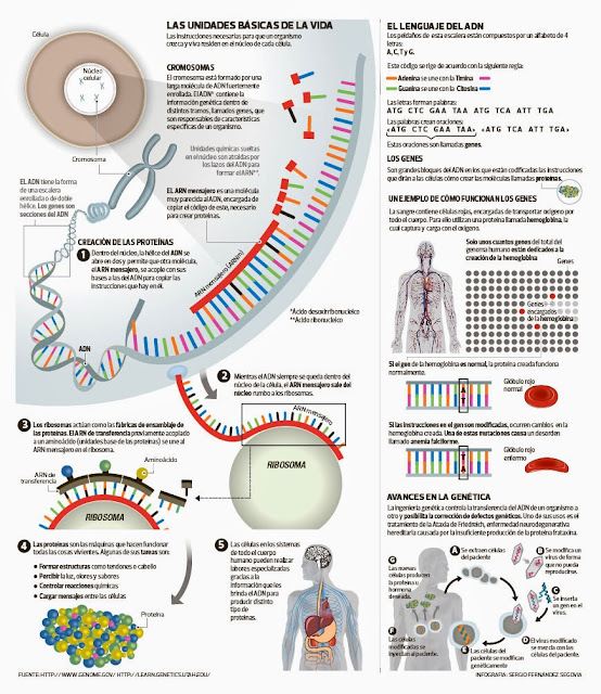 Biología 1° 2° 3° 4° Palermo Sounder 4° Cromosomas Genes Adn