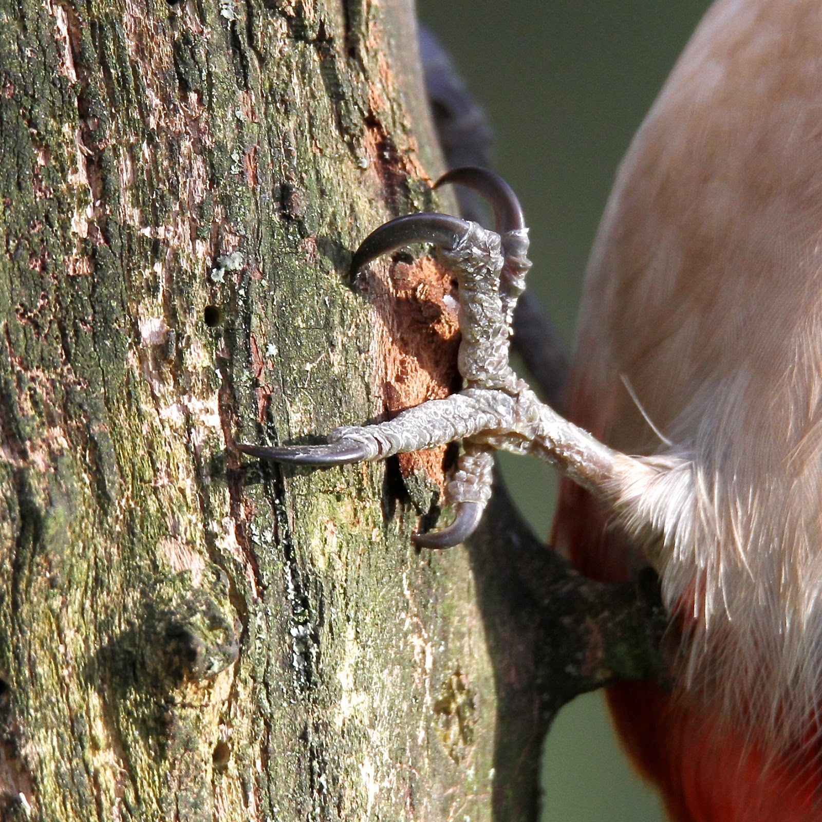 TrogTrogBlog: Why woodpeckers don't fall out of trees