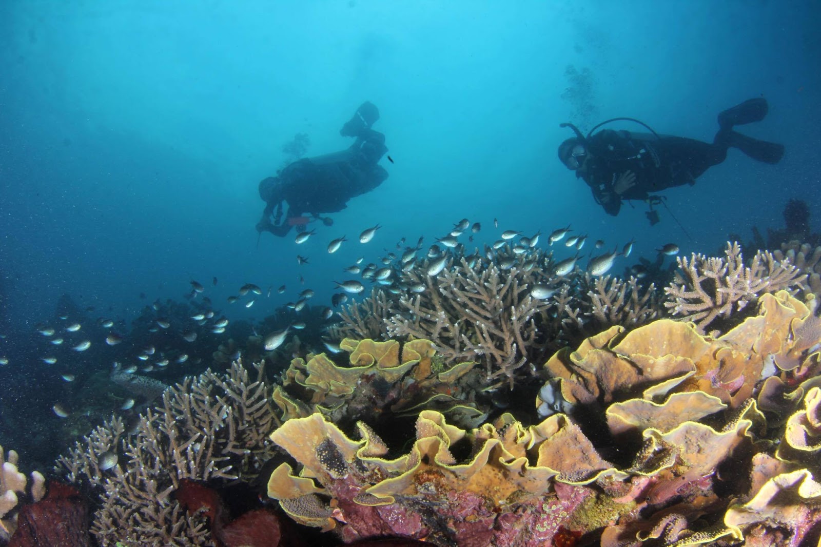 Explorers of Sarangani Dive Safari Reveal Rich Marine Life, Elevates ...