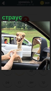 В окно автомобиля просунулся страус и его угощают люди кормом