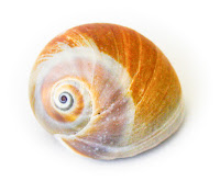 Larger, orange snail sea shell
