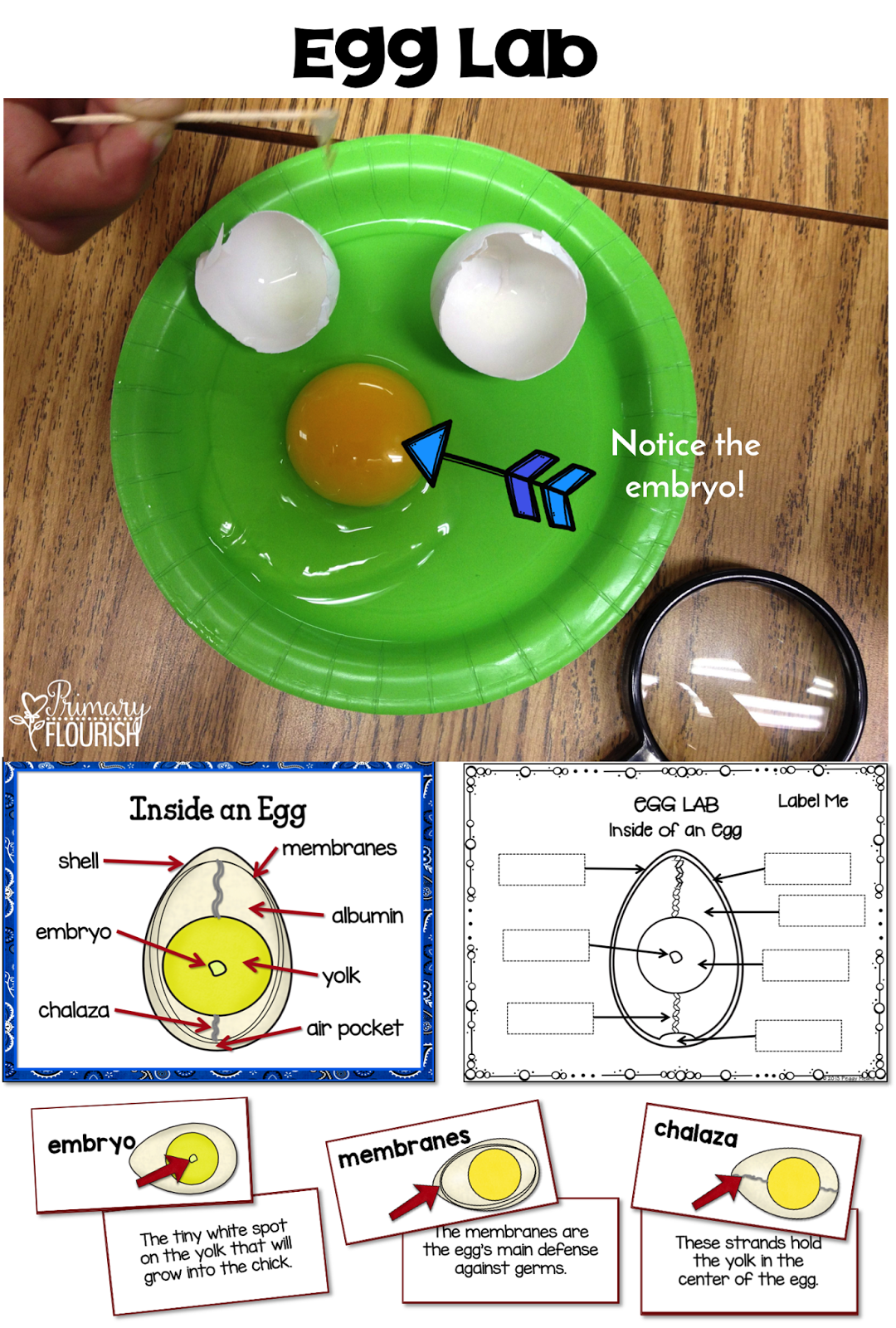 How to Hatch Chicks in the Classroom 101 Primary Flourish
