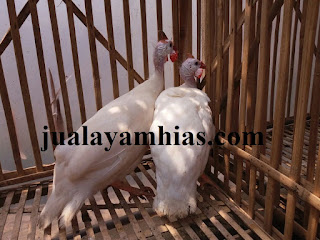 Ayam Mutiara Dewasa