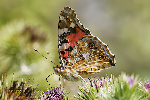 Vanessa cardui