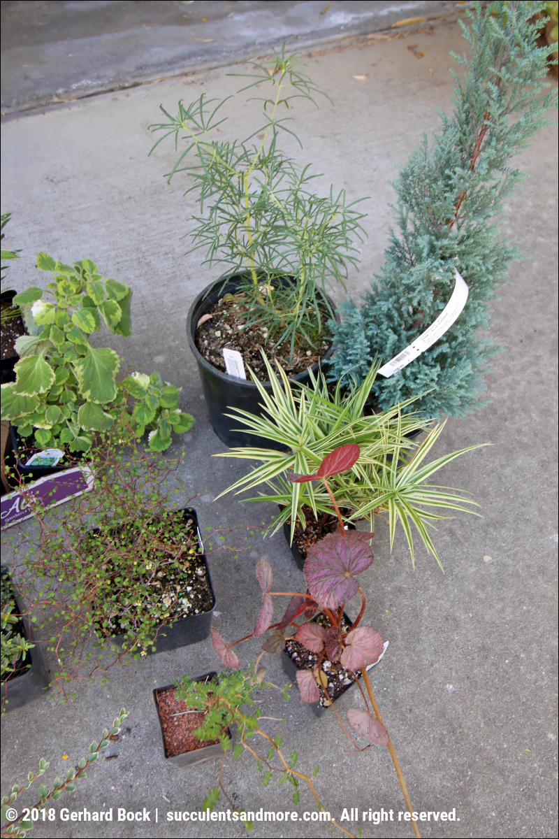 Danger Garden Just Buy The Darn Plant Already