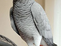 Beberapa Jenis Burung Tergalak dan Termahal Beberapa Jenis Burung Tergalak dan Termahal