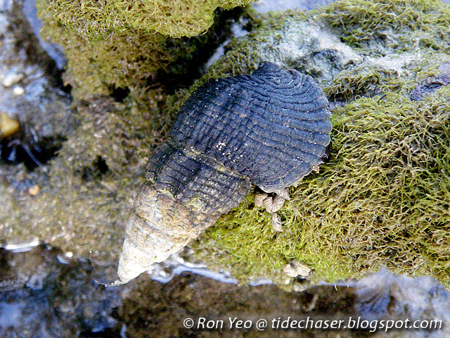 Siput Belitung Siput Belitung