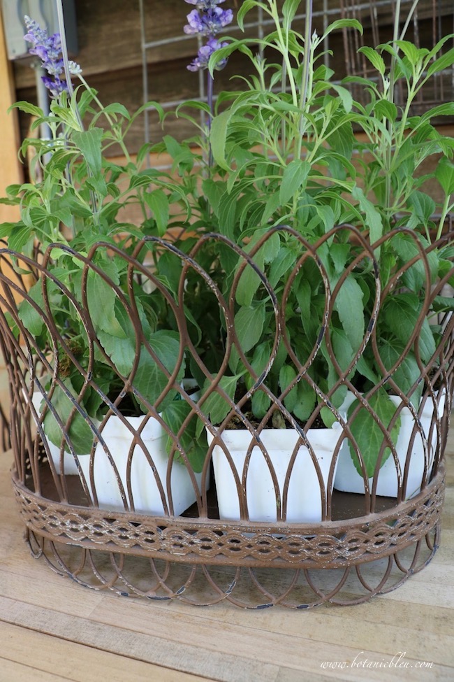 French Wire Basket With Blue Sage on Potting Bench