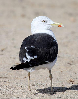 Lesser Black-backed Gull