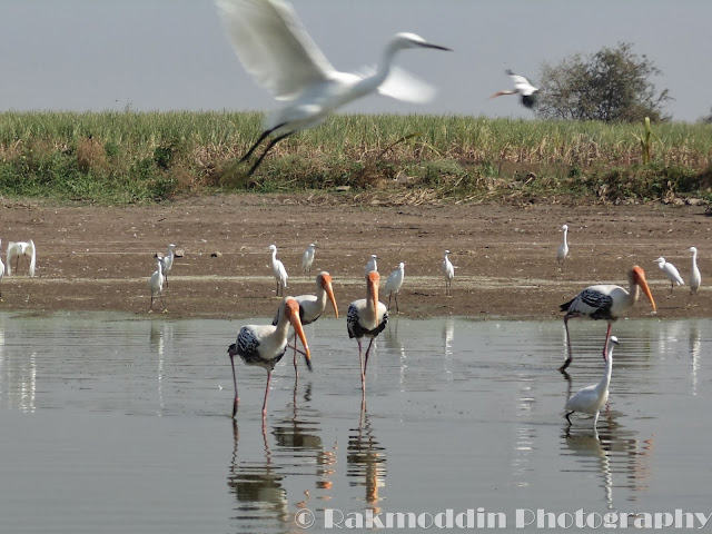 Migrated bird watching at Bhigwan kumbargaon - Simply amazing experience