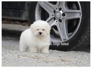 Coton de Tulear Coton de Tulear