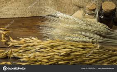 Stock+of+Wheat+and+Rice