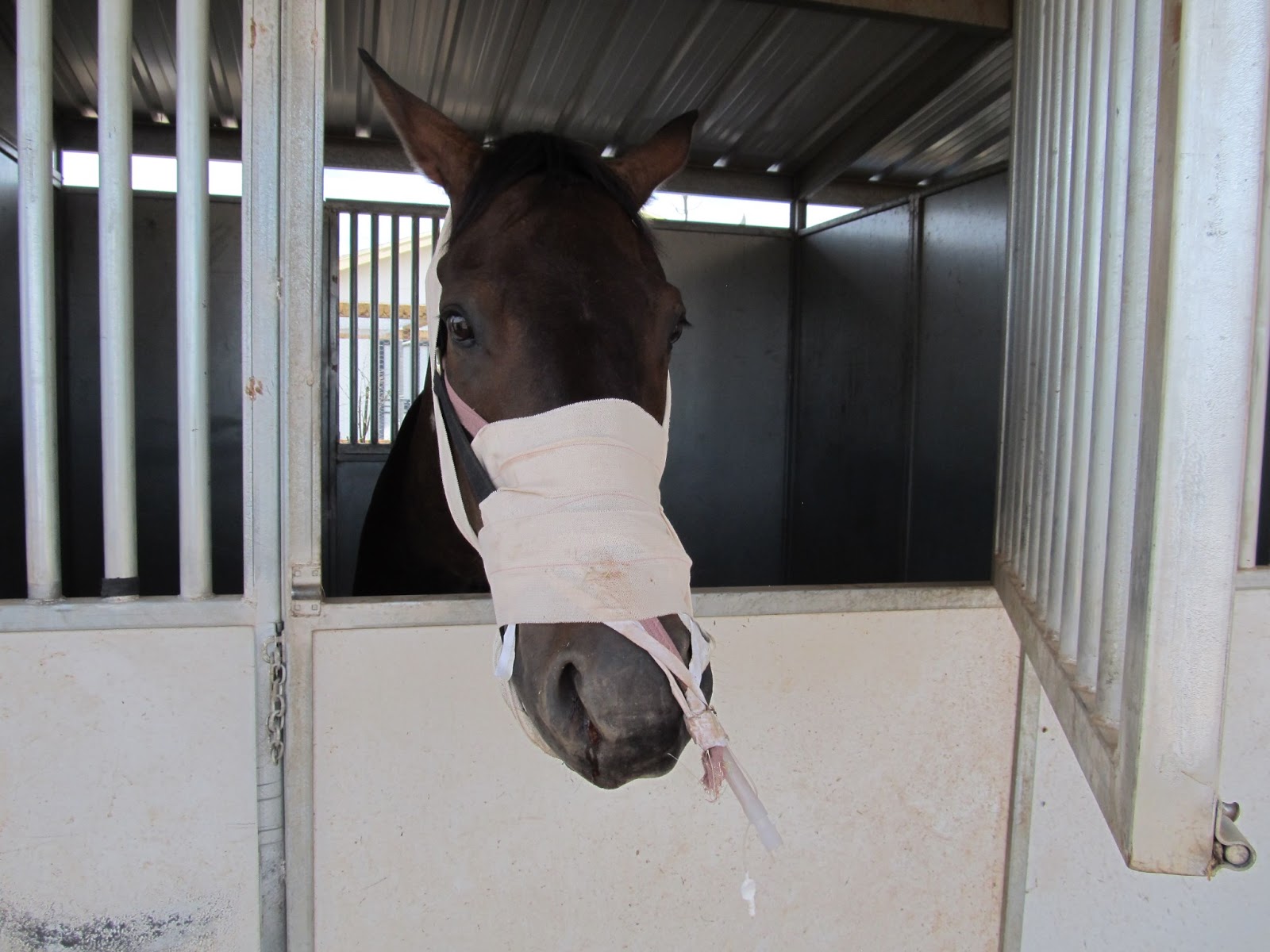 Cavalry Rider Snake Bit Horse