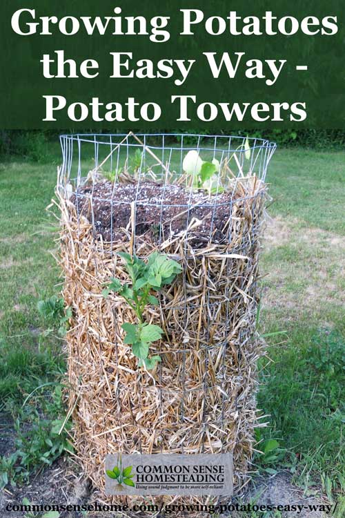 Best Way To Grow Potatoes In Containers Everything About Garden
