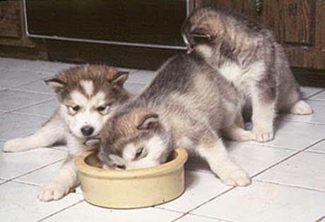 Everything about your Alaskan Malamute - LUV My dogs