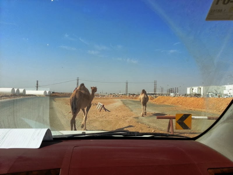 wandering... can't go home Caution Camel Crossing
