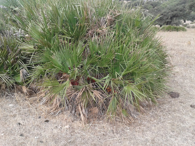 Chamaerops humilis o palmito