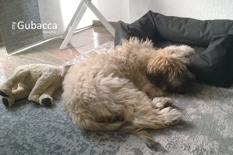 65. + 66. Tag Nachdenkliches Wieviel Beschäftigung braucht mein Hund