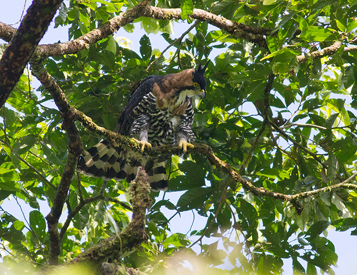 Lost in BIrding BIG Eagle Alert...COSTA RICA (26 Feb)