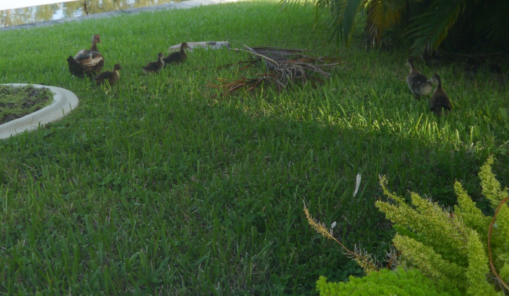 Cape Coral Floride Canal  Canards