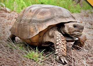 gopher tortoise