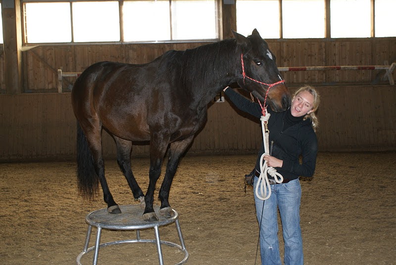 JAC`s Stable: Kapitel 63) Zirzensik - Spaß - Gymnastik - mit Simone
