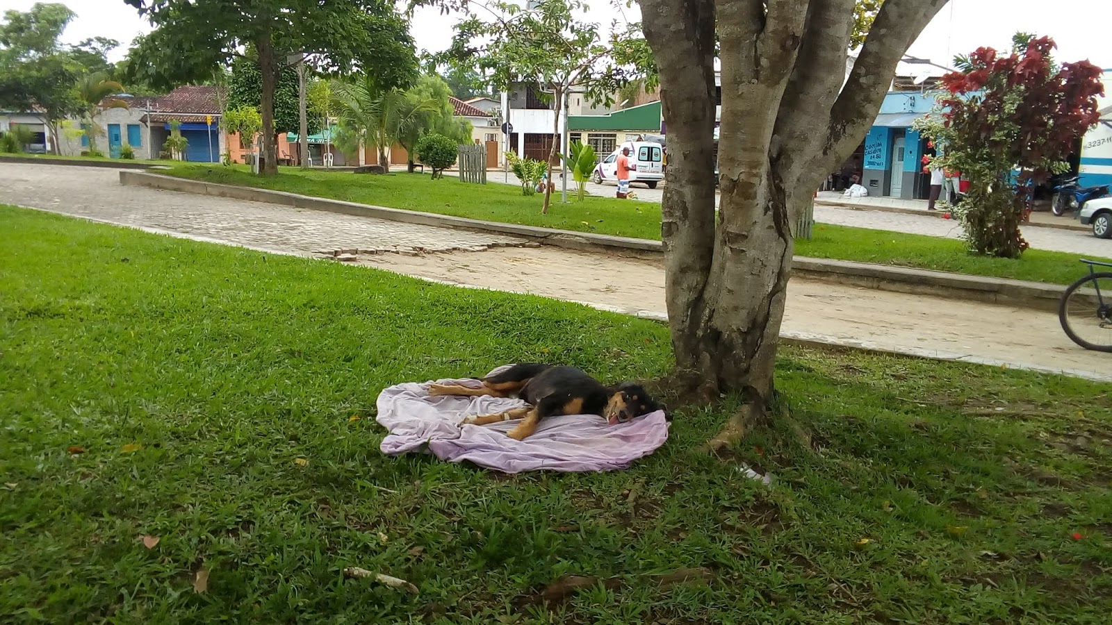 Buerarema O Que Leva Uma Pessoa Envenenar Um Animal Irracional Click E Veja O Vedio Macuco News Noticias De Buerarema Da Bahia Do Brasil E Do Mundo macuco news