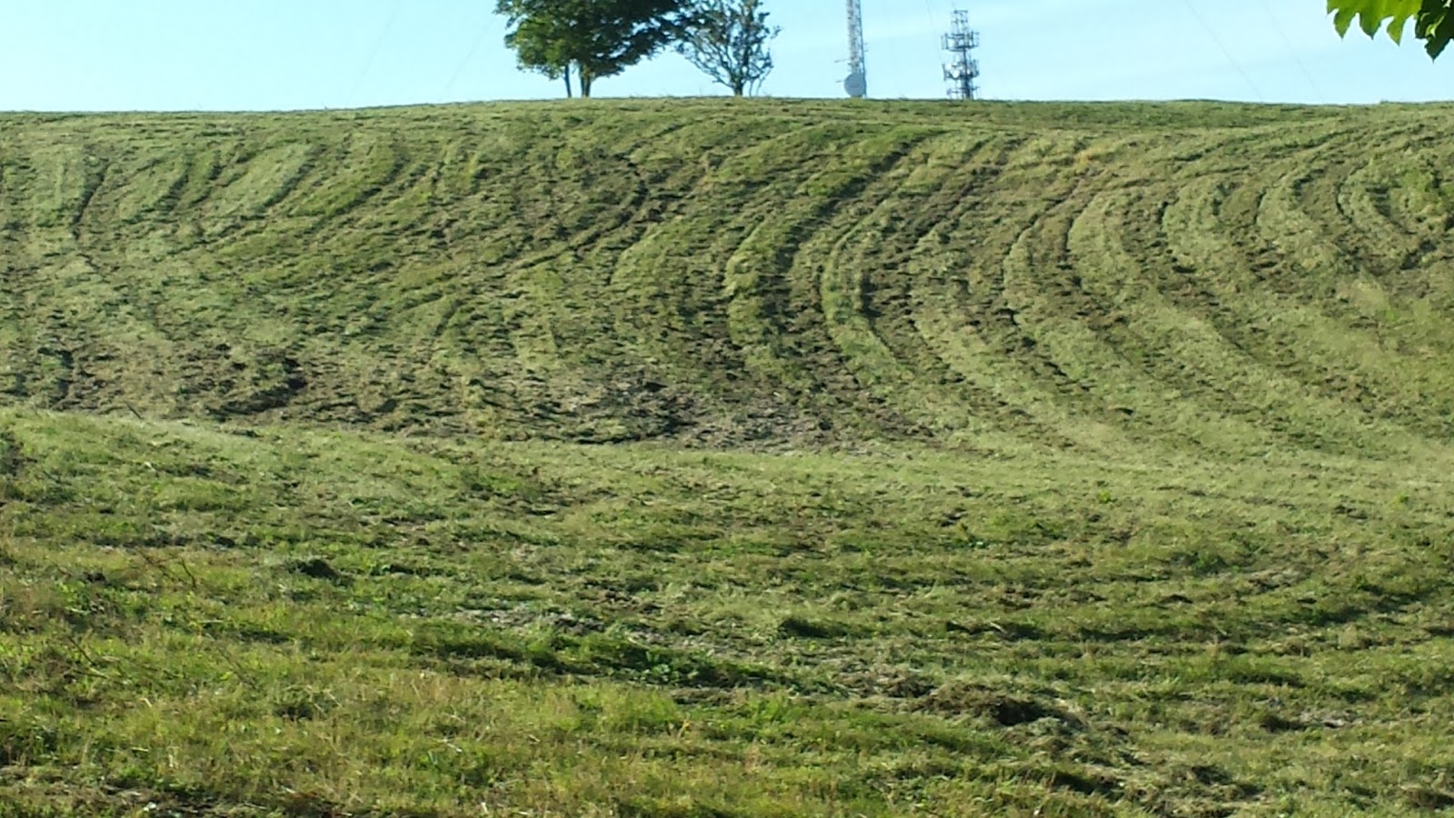 Y Cneifiwr Long Grass