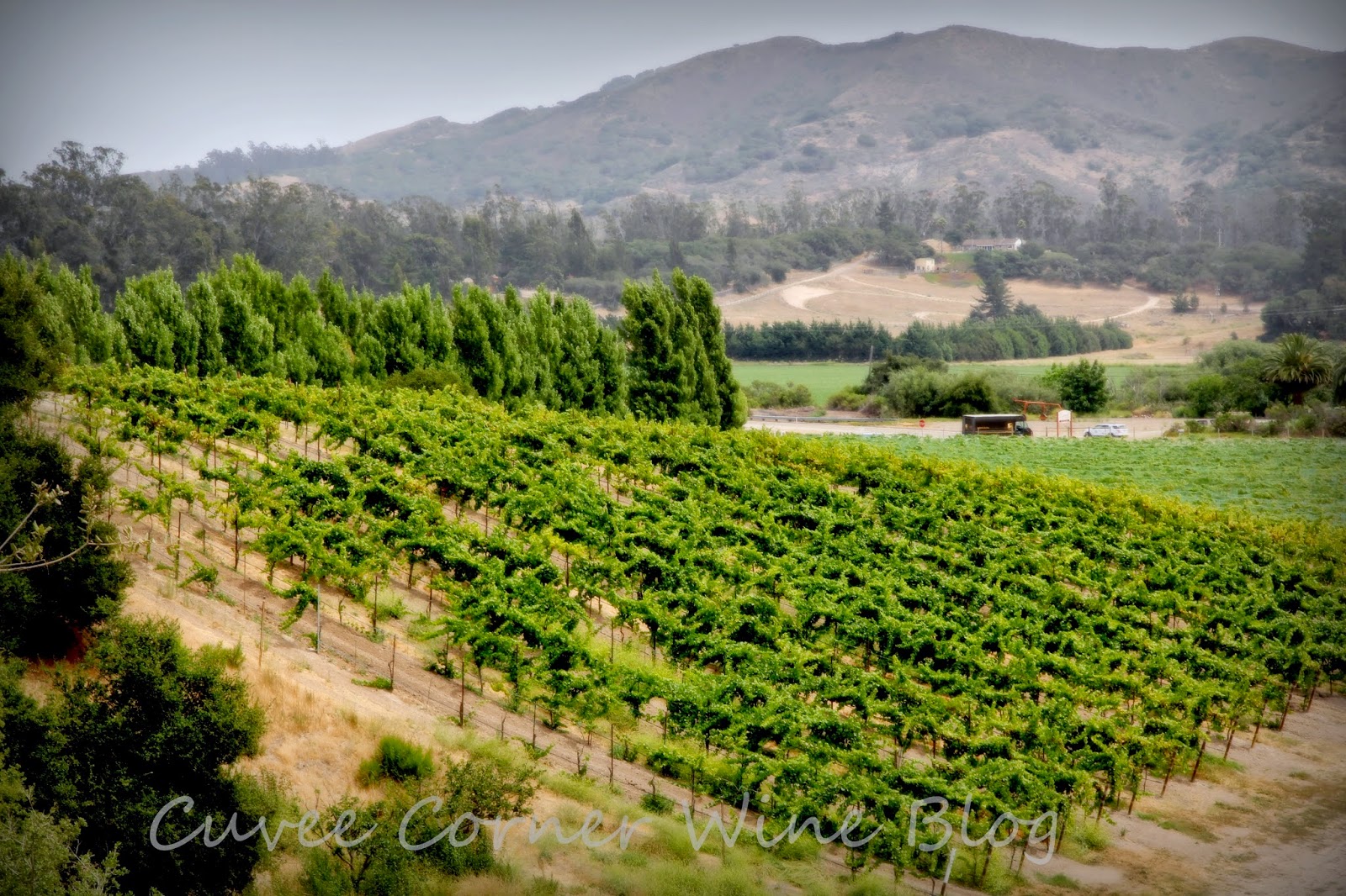 Babcock Winery and Vineyards The Cutting Edge of Vine Evolution