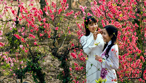 Discover Vietnam: Da Lat Flower lovely and romantic - Apply Vietnam ...