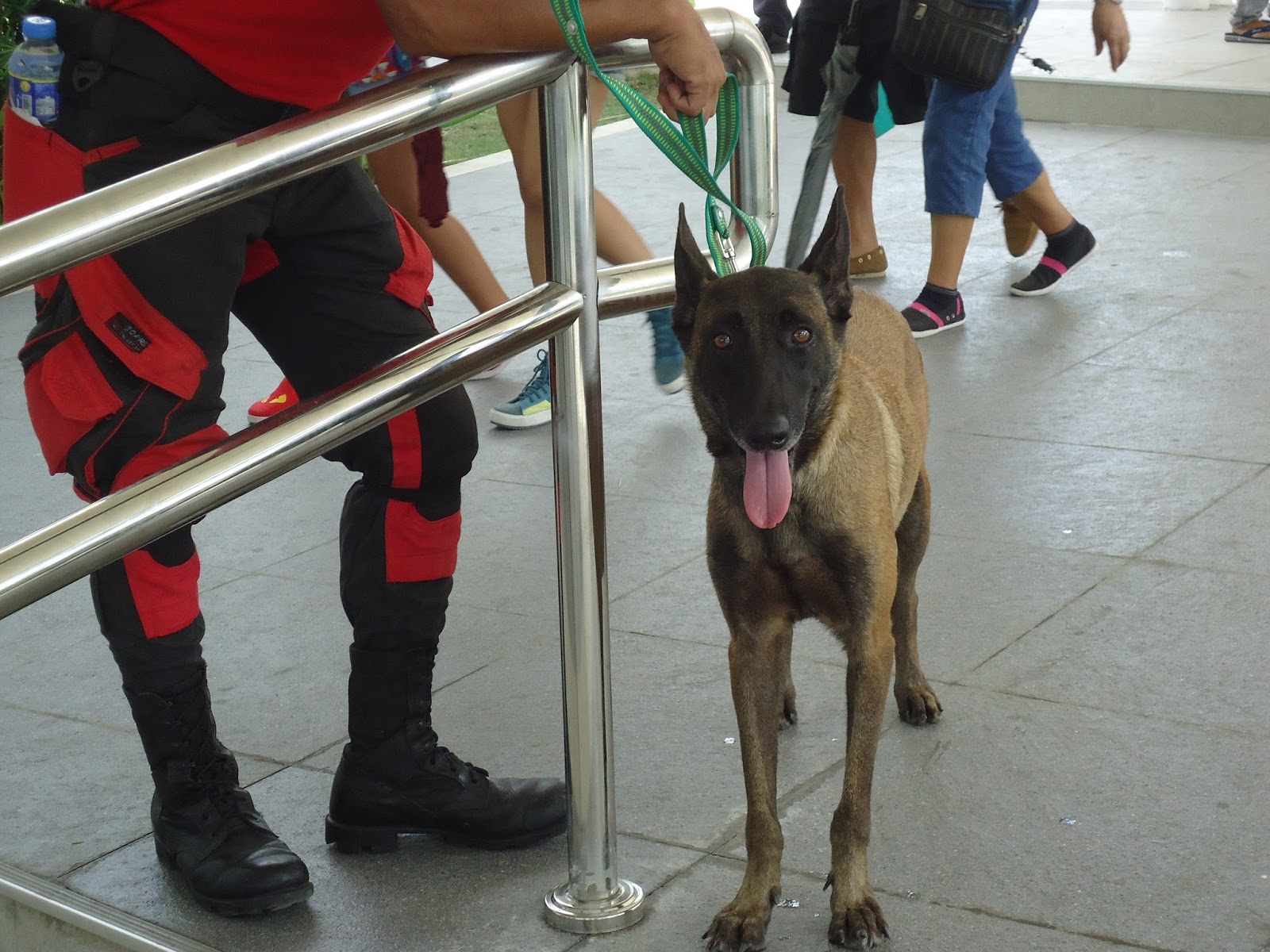Deeper Stories You Need to Understand Behind Photos of Philippine Animals