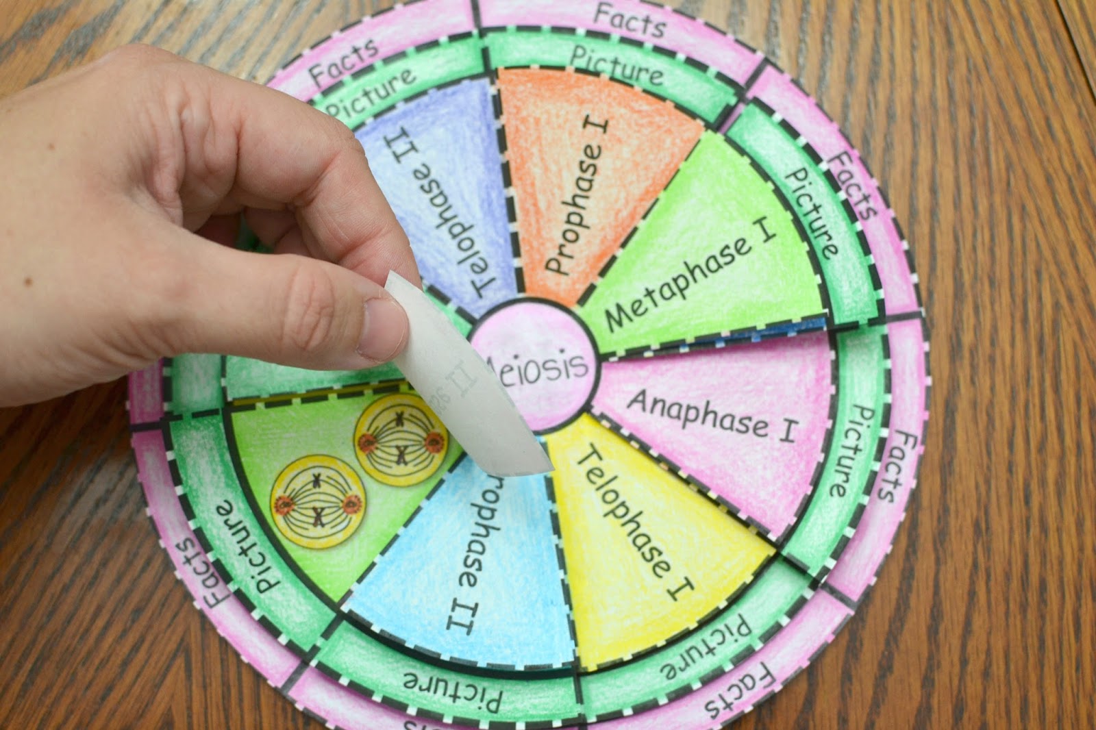 Math in Demand: Mitosis and Meiosis Foldable