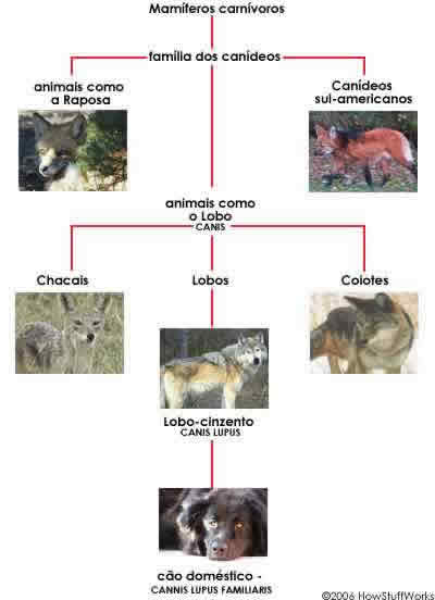 A ORIGEM DOS ANIMAIS DOMÉSTICOS: Setembro 2012