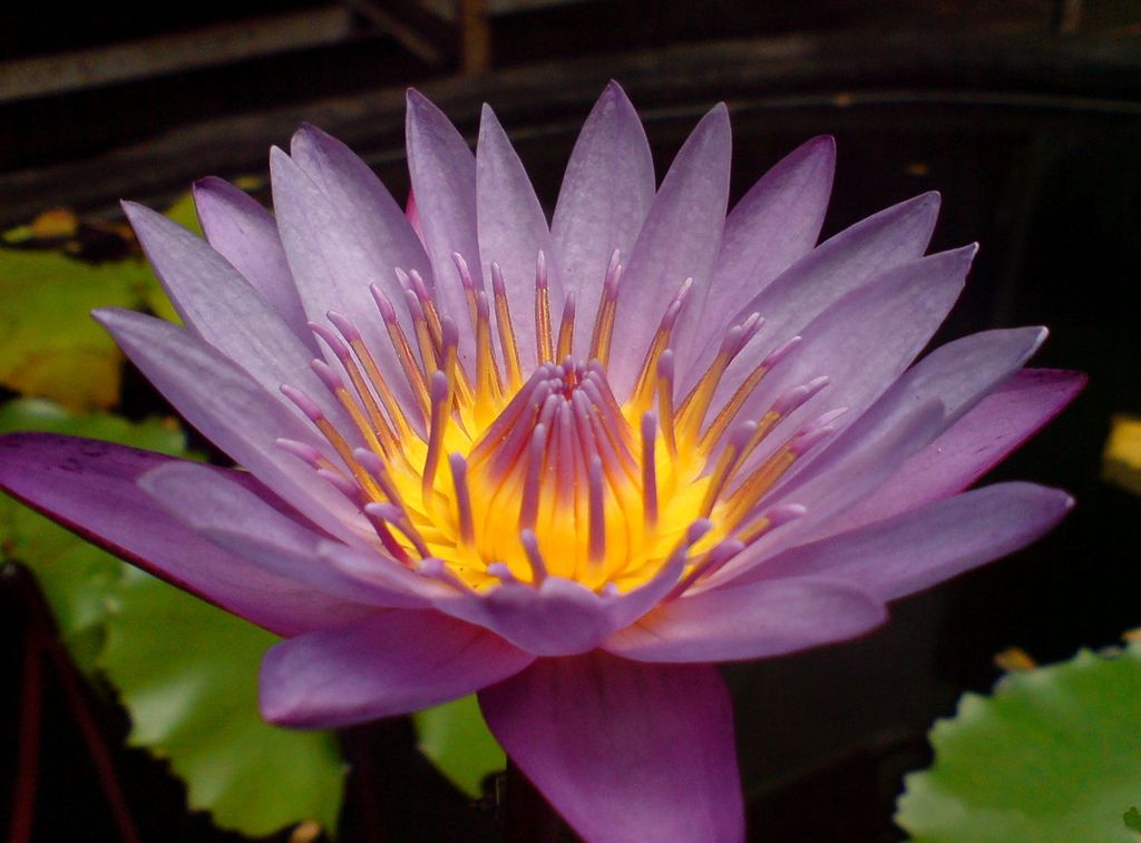 Purple Lotus Flower Flower HD Wallpapers, Images, PIctures, Tattoos