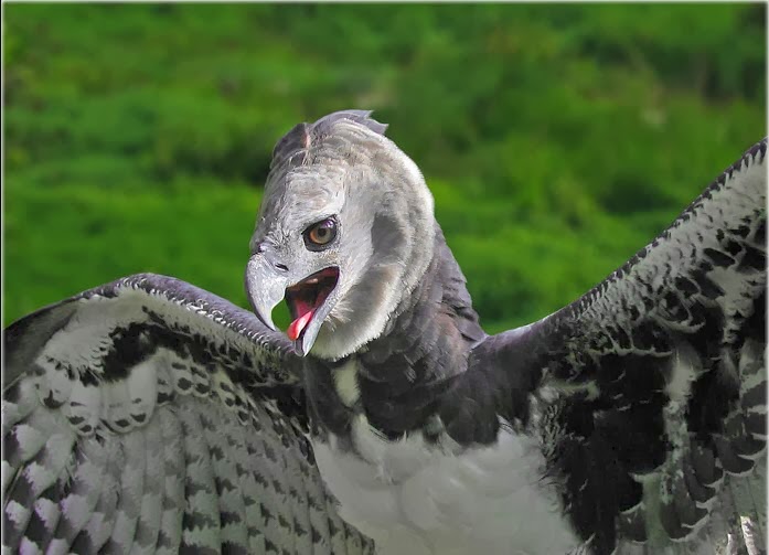 Amazon Rainforests Animals The Harpy Eagle Amazon Rainforest Animals