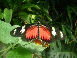 Butterfly Garden - Victoria, B.C.