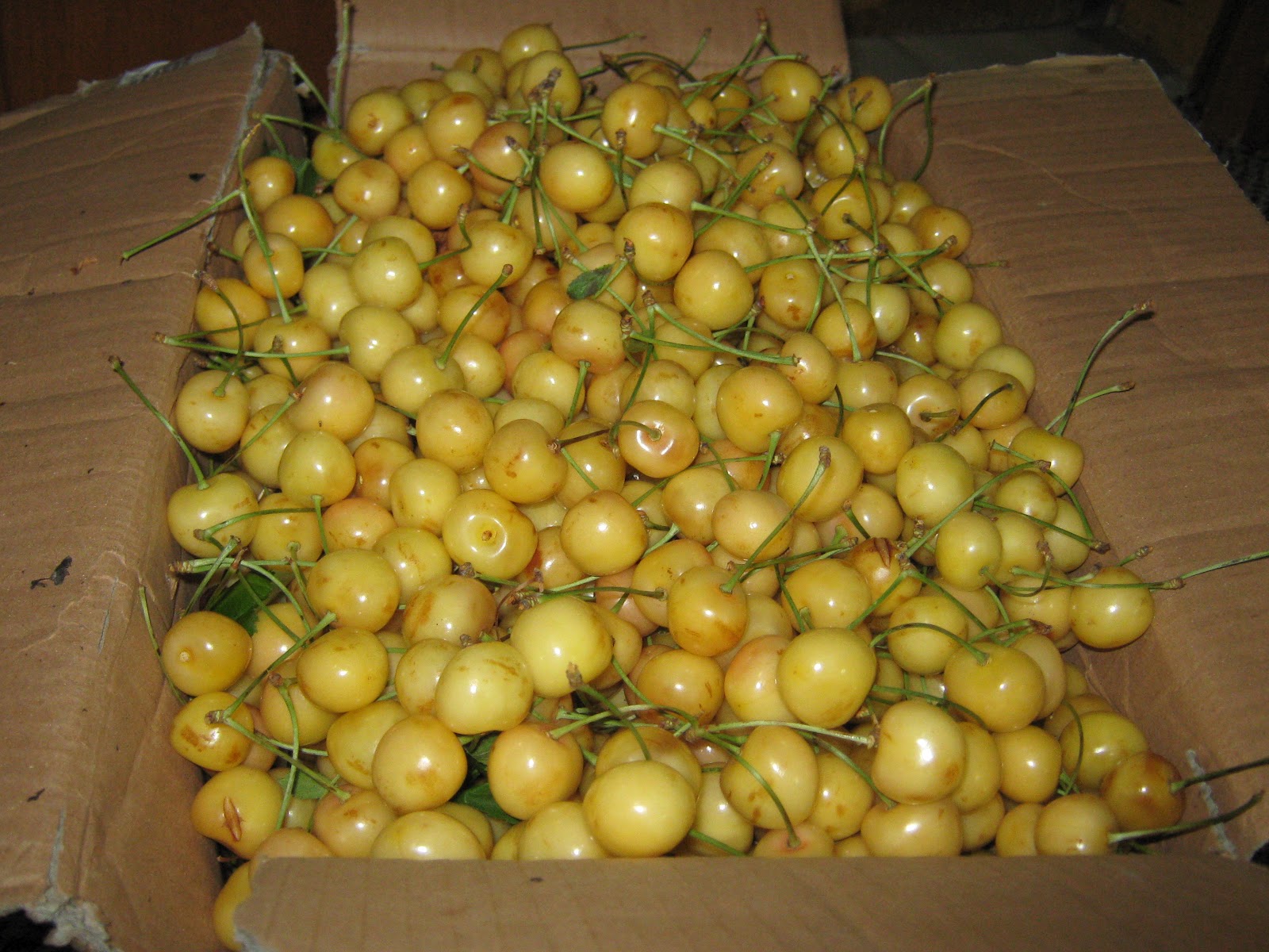 Napolyon Kiraz ve Sari Kiraz