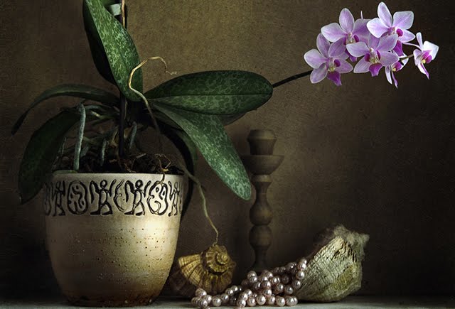 still life photography examples