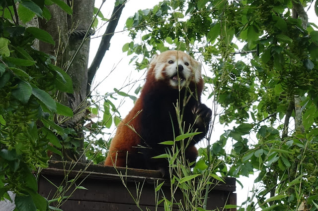 A red panda eating some bamboo