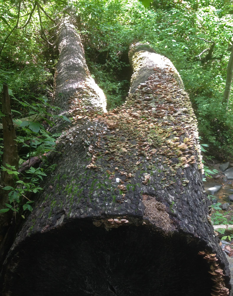 Picture of the Week A Trunk With Legs