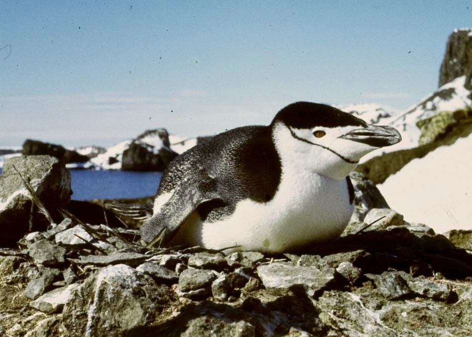 pinguino de barbijo Pygoscelis antartica