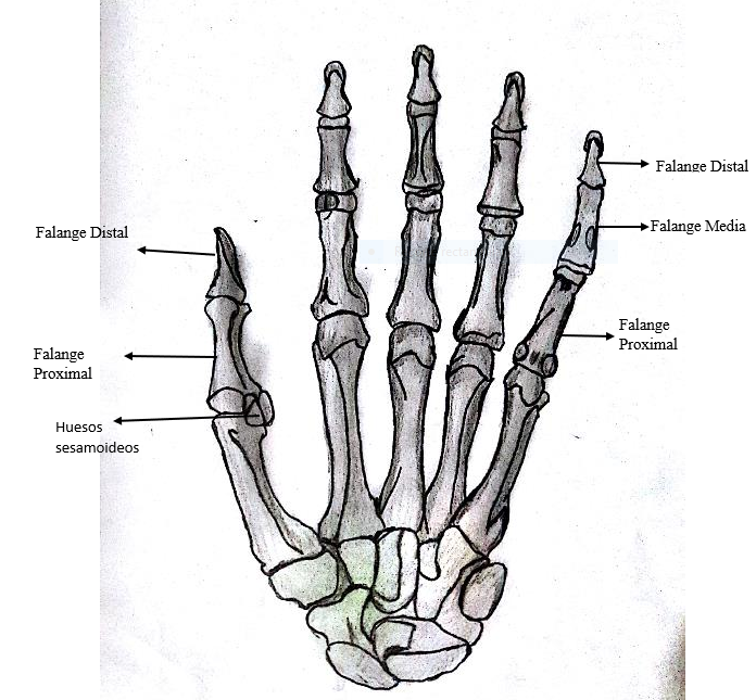 Blog De Anatomía Radiológica Humana Unad Grupo 15400311 Tema 1