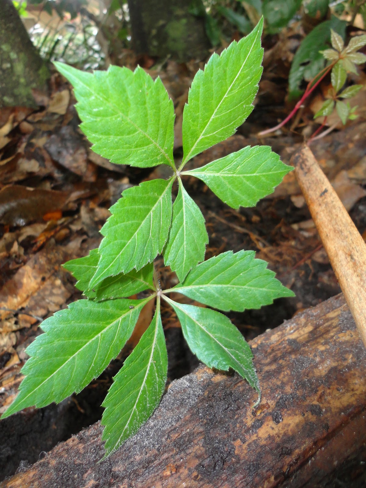 Journey to Natural Virginia Creeper (Parthenocissus quinquefolia)