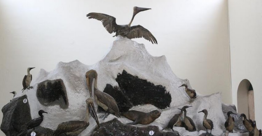UNMSM: Egresada de la Universidad San Marcos propone digitalizar colección del Museo de Historia Natural UNMSM: Egresada de la Universidad San Marcos propone digitalizar colección del Museo de Historia Natural