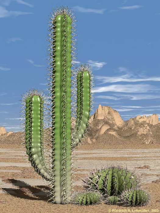 Kaktus dating