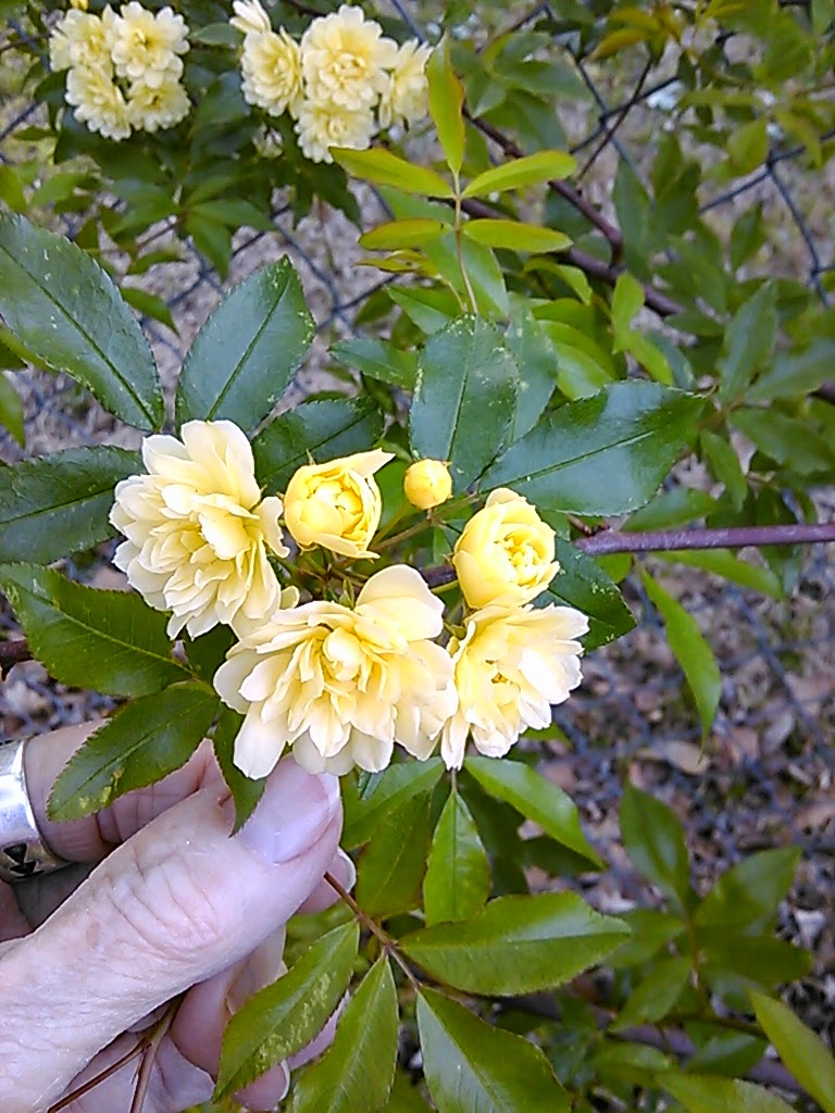 Remembrances of An Arkansas Stamper Lady Banks Rose